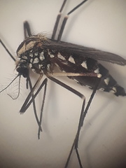 Aedes geniculatus