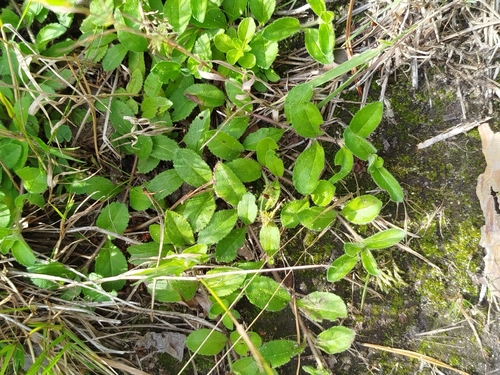 heath speedwell