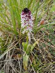 Neotinea ustulata ustulata
