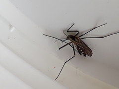 Aedes geniculatus
