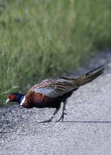 Ring-necked Pheasant