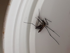 Aedes geniculatus