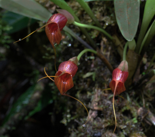 Masdevallia corniculata