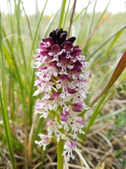 Neotinea ustulata ustulata