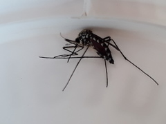 Aedes geniculatus