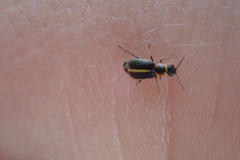 Attalus circumscriptus