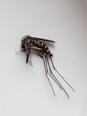 Aedes geniculatus