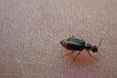 Attalus circumscriptus