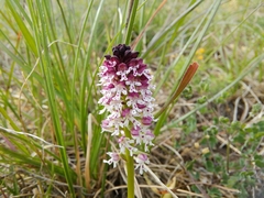 Neotinea ustulata ustulata