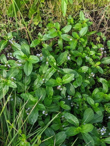 Наблюдение на iNaturalist