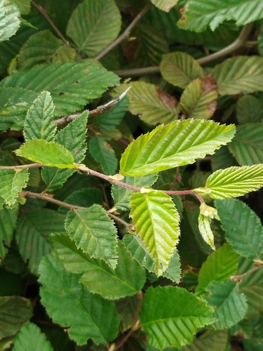 European Hornbeam