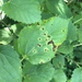 Cercospora - Photo (c) Aidan Campos, some rights reserved (CC BY-NC), uploaded by Aidan Campos