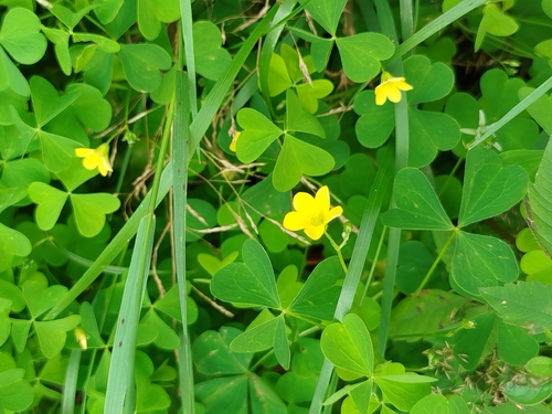upright yellow woodsorrel