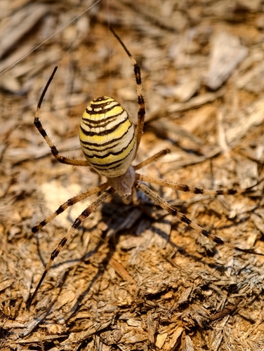 Wasp Spider