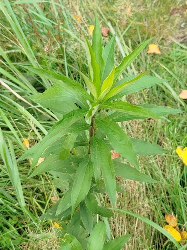 Canada goldenrod