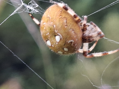 Four-spot Orbweaver