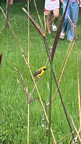 Asian Golden Weaver