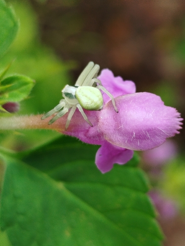 Goldenrod Crab Spider