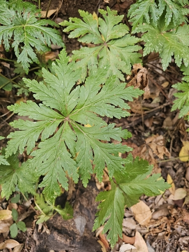 Geranium reuteri