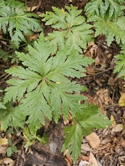 Geranium reuteri