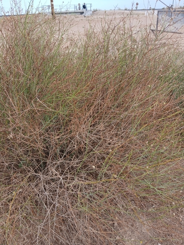 Spiny Chloracantha