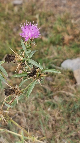 Centaurea calcitrapa, photograph 5