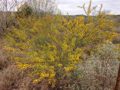 Vachellia schaffneri bravoensis