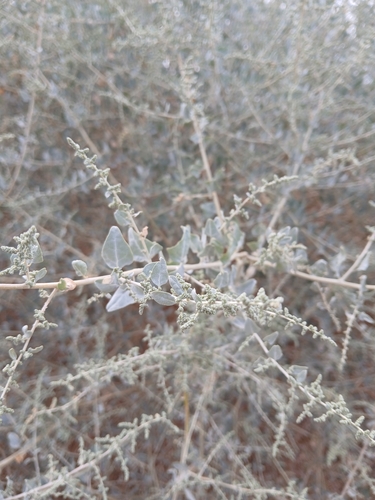 big saltbush