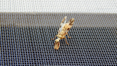 Paramantispa decorata