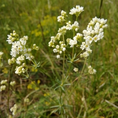 Galium glaucum