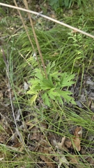 Anemone cylindrica, photograph (c) Carter Ertel, some rights reserved (CC BY)