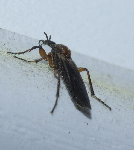 Bibionidae