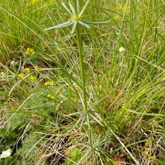 Galium glaucum