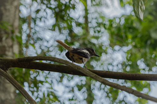 Oriental Magpie-Robin