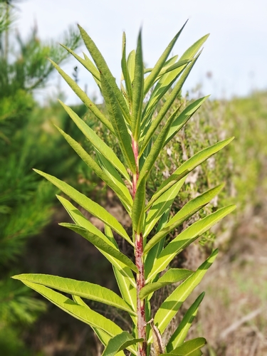 Lobelia excelsa, photograph 2