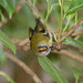 Madeira Firecrest - Photo (c) Adaptive Labs, some rights reserved (CC BY-NC-ND)