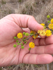 Vachellia schaffneri bravoensis