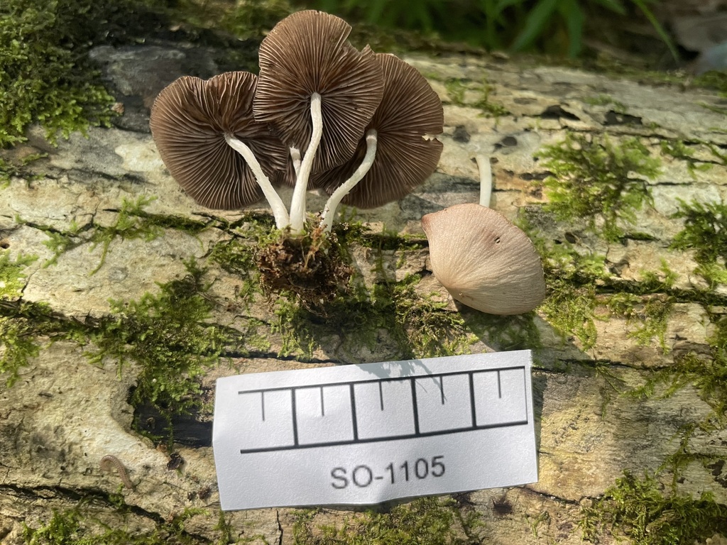 Candolleomyces sp. 'AL01'