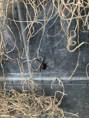 Western Black Widow