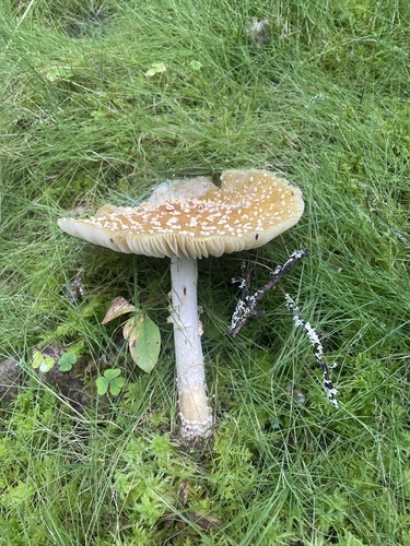 Royal fly agaric