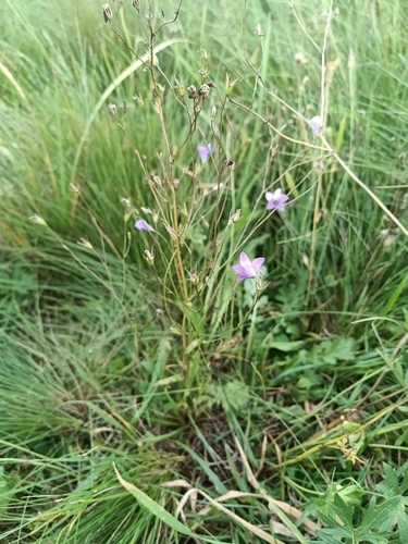 Spreading Bellflower