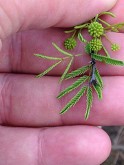 Vachellia schaffneri bravoensis