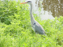 Ardea cinerea