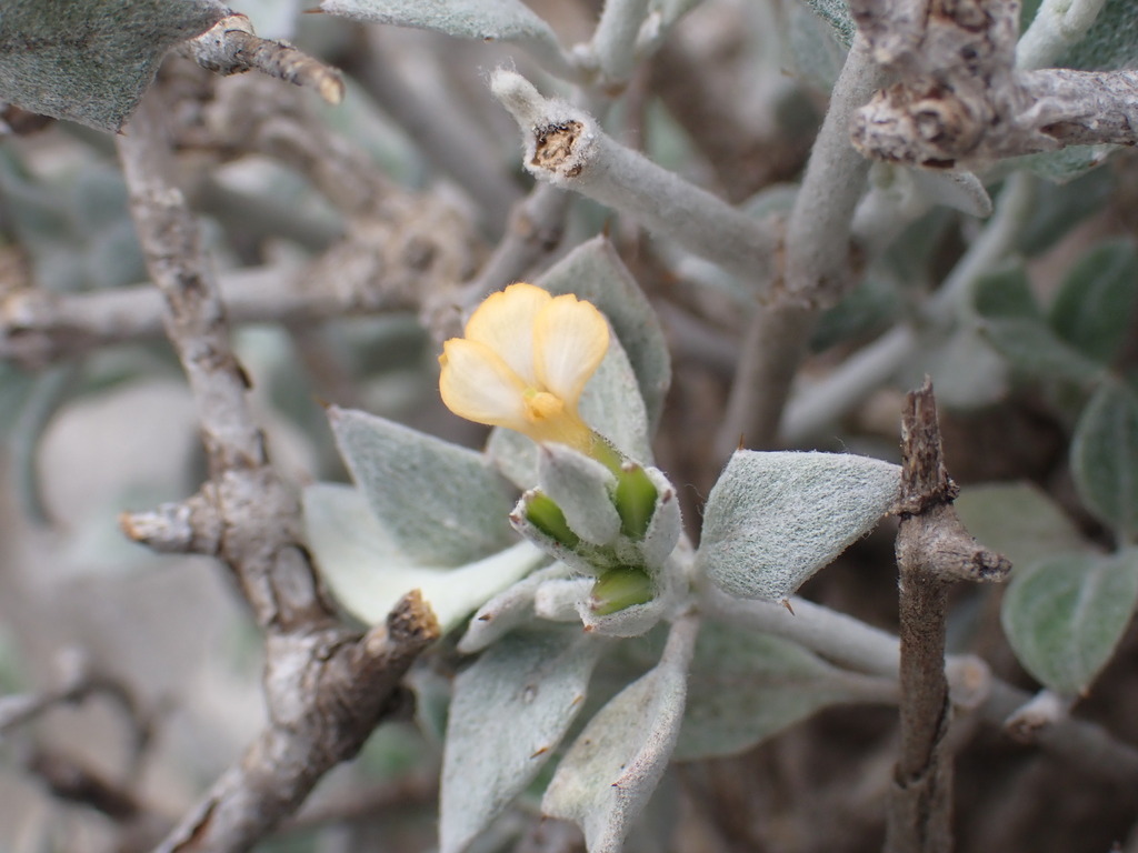 Stenandriopsis gossypina