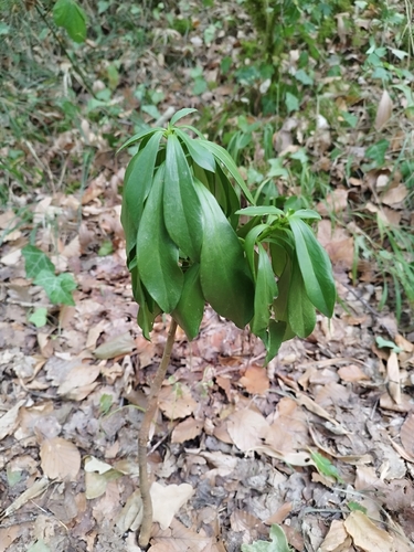Spurge-laurel