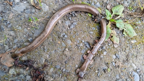 Eastern Slowworm