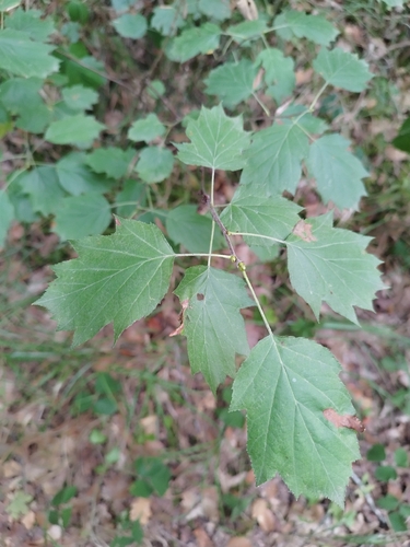 Wild Service-tree