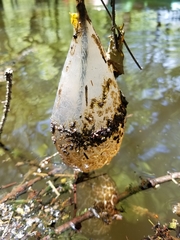 Pectinatella magnifica