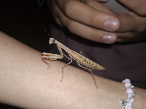 European Mantis