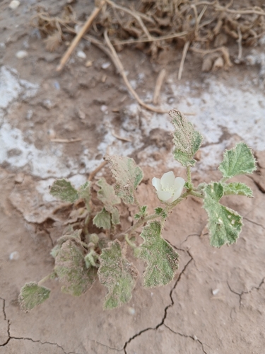 alkali mallow